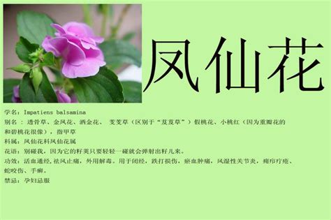 鳳仙花風水|家居裝修之植物知識系列（五）鳳仙花